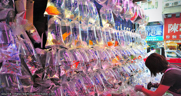 ตลาดปลาทองฮ่องกง---Hong-Kong-Goldfish-Market2