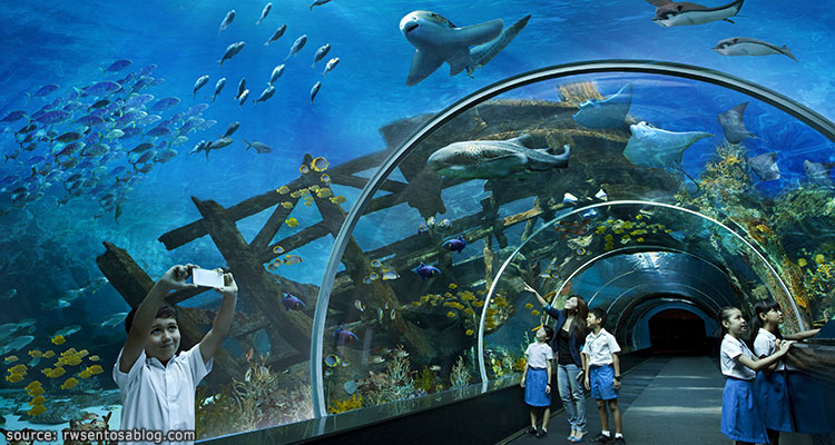 พิพิธภัณฑ์สัตว์น้ำใหญ่ที่สุดในสิงคโปร์ - S.E.A. Aquarium