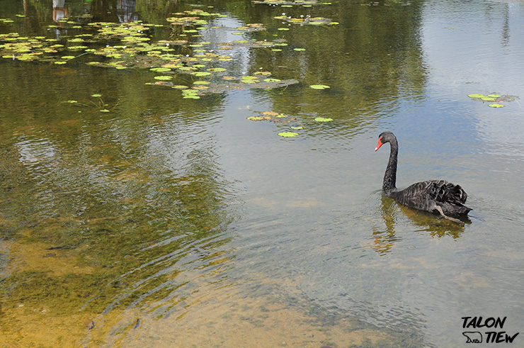 หงส์สีดำที่ทะเลสาบหงส์ Swan Lake