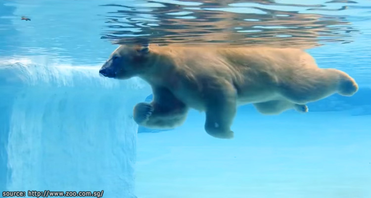 หมีขั้วโลกที่สวนสุตว์สิงคโปร์