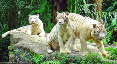 สวนสัตว์สิงคโปร์ Singapore Zoo