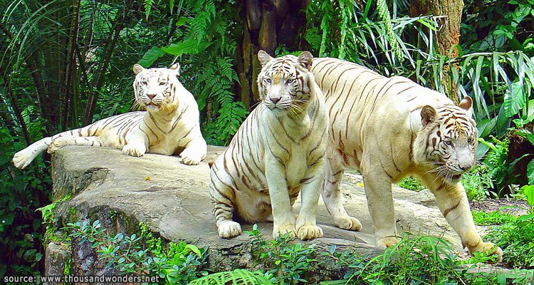 สวนสัตว์สิงคโปร์ Singapore Zoo