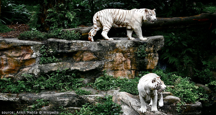 เสื้อเบงกอสีขาวที่สวนสัตว์สิงคโปร์