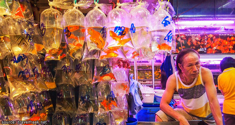 ตลาดปลาทองฮ่องกง---Hong-Kong-Goldfish-Market3