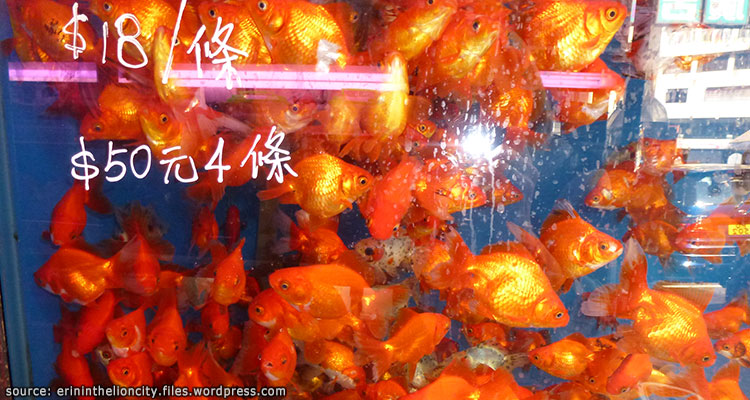 ตลาดปลาทองฮ่องกง---Hong-Kong-Goldfish-Market4