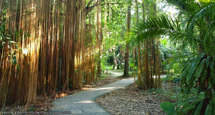 บรรยากาศทางเดินภายในสวนพฤษศาสตร์ไทเป Taipei Botanical Garden