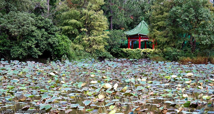 ศาลาริมสระบัวภายในสวนพฤษศาสตร์ไทเป Taipei Botanical Garden