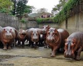 สวนสัตว์ไทเป Taipei Zoo