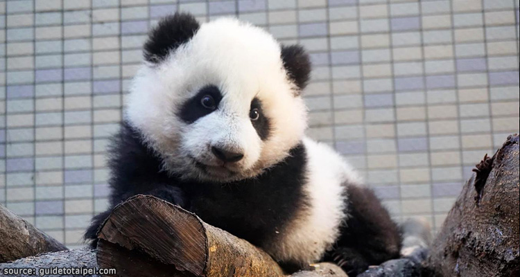 ลูกแพนด้าน้อยภายใน Panda House ของสวนสัตว์ไทเป Taipei Zoo