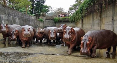 สวนสัตว์ไทเป Taipei Zoo