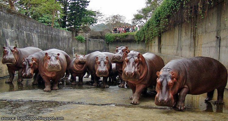 สวนสัตว์ไทเป Taipei Zoo