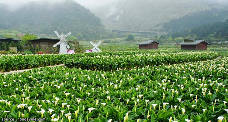 บรรยากาศทุ่งดอกคาลาลิลลี่ที่หยางหมิงซาน Calla Lily