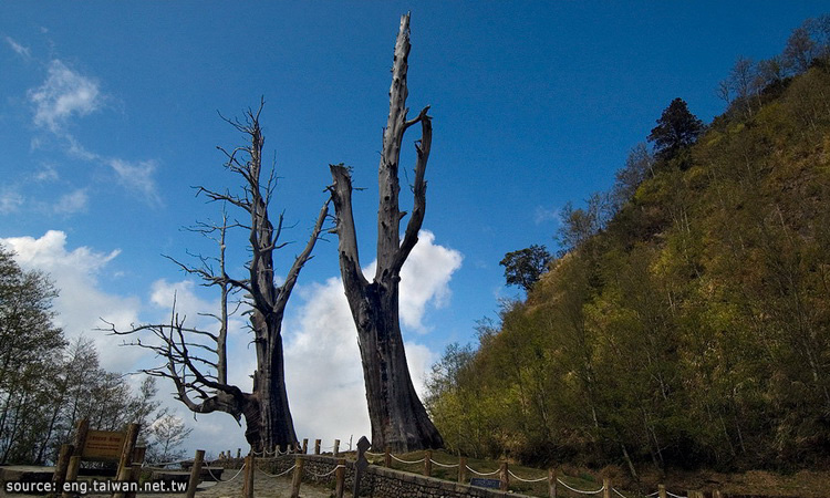 ต้นไม้เก่าแก่ของอุทยานแห่งชาติยวี่ซัน
