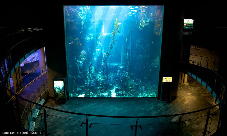 หน้าจอจัดแสดงสัตว์ทะเลของพิพิธภัณฑ์