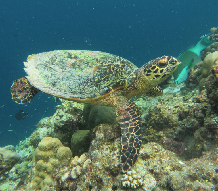 Rasdhoo Atoll